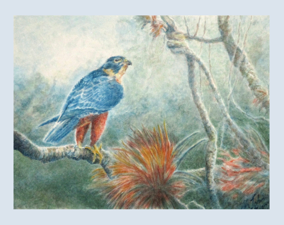 Orange-breasted Falcon-3